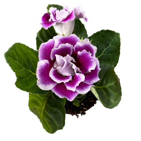 Sinningia Brocade - Gloxinia Sonata bicolor double purple-white flower