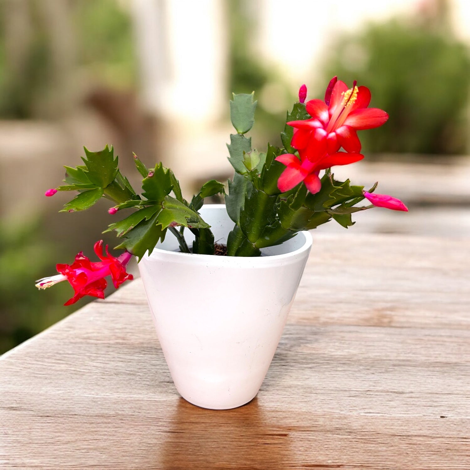 Schlumbergera ‘Carribean Dancer’ (Craciunita rosie)