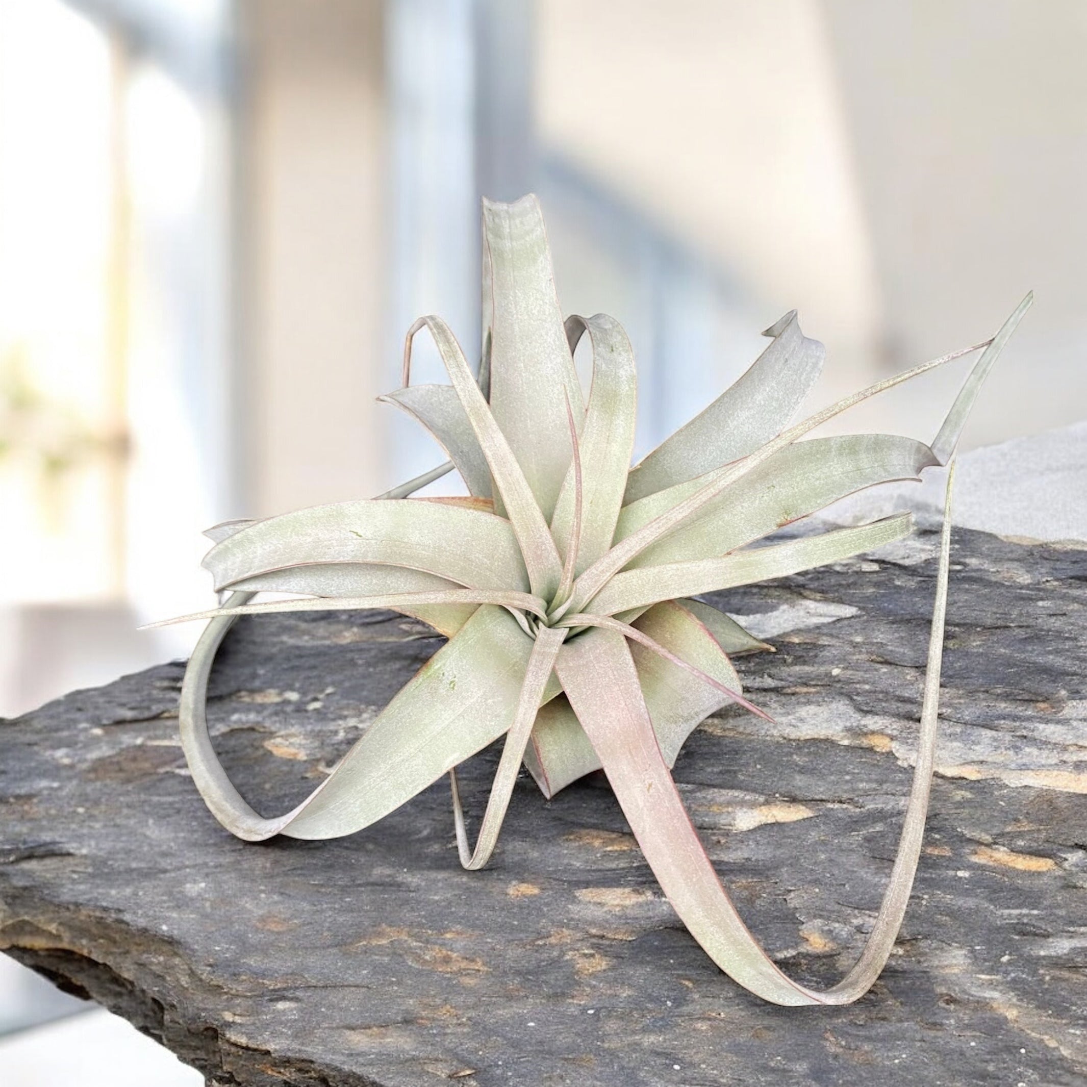 Tillandsia Xerographica - airplant – Secret Garden Plant Shop