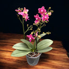 Phalaenopsis Amorion (silver leaves) - flori intens parfumate