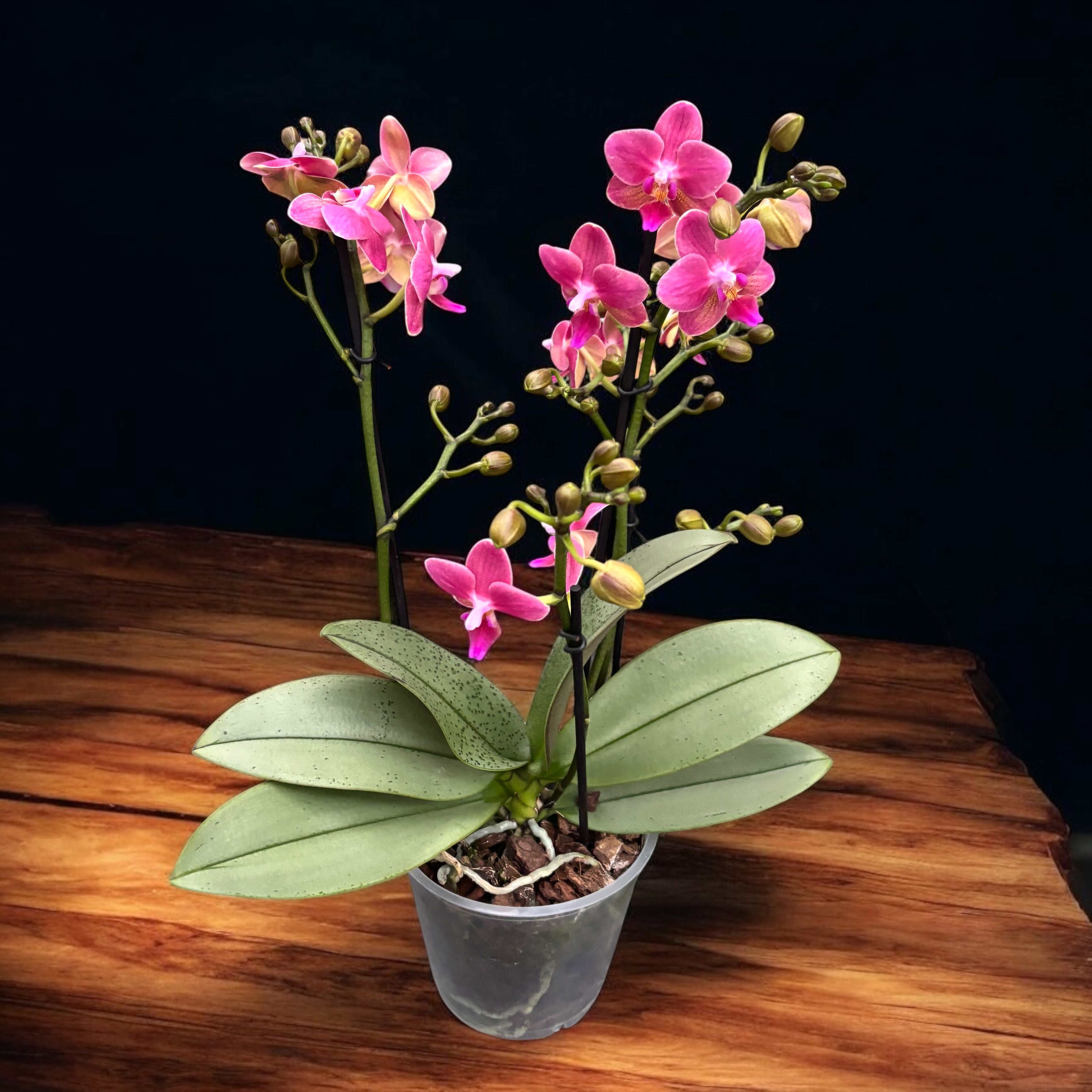 Phalaenopsis Amorion (srebrni listovi) - intenzivno mirisno cvijeće