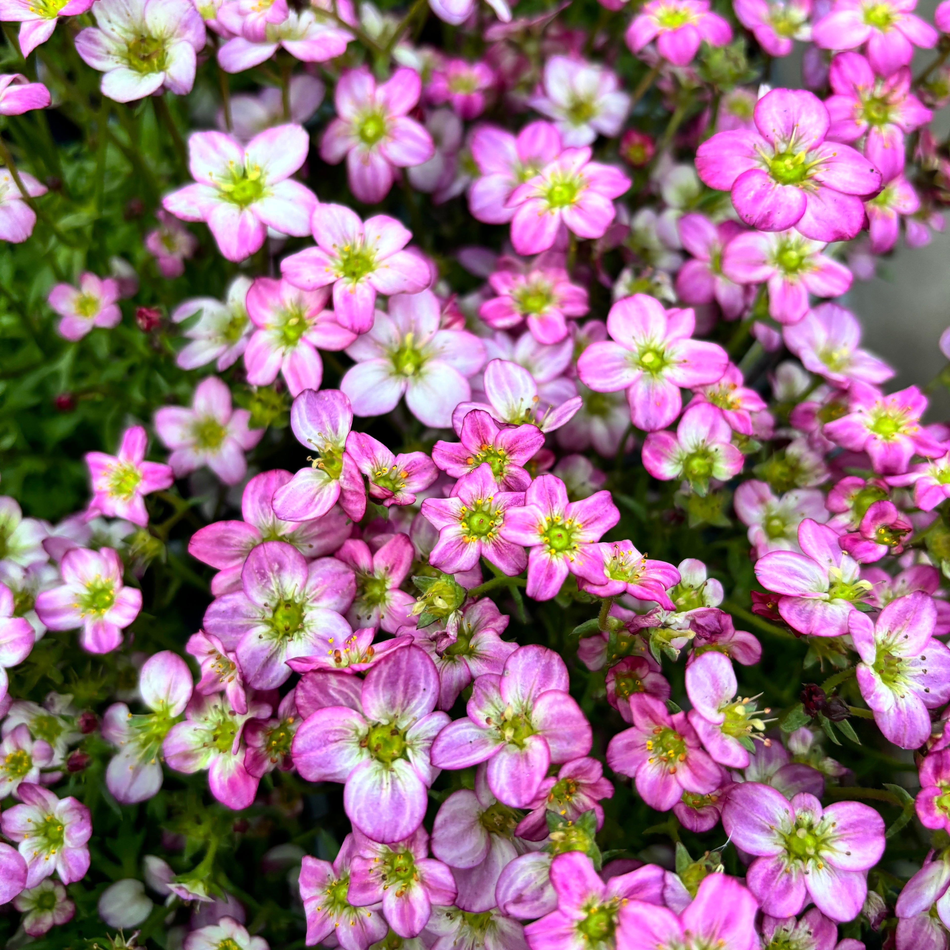 Saxifraga ardensii Pink