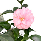 Camellia japonica 'Spring Festival' - floare dubla (rezistenta la inghet)