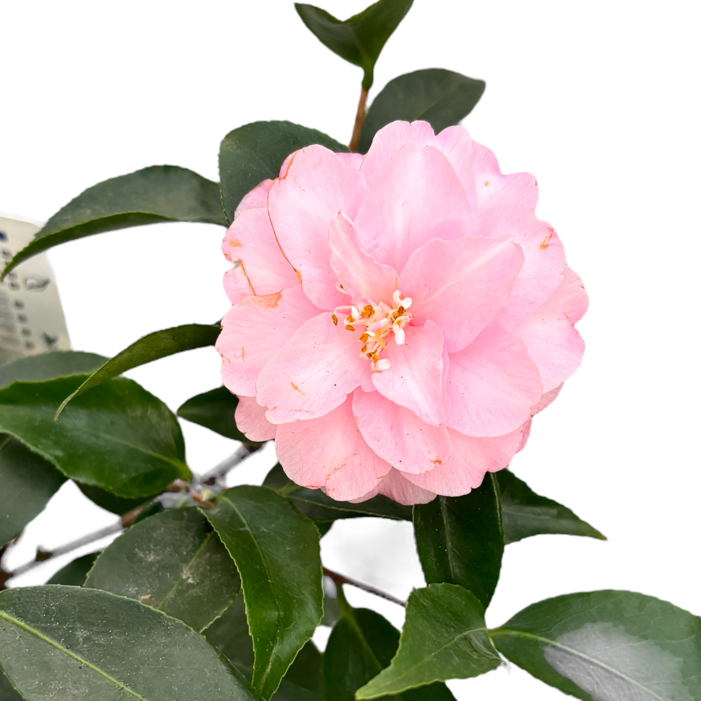 Camellia japonica 'Spring Festival' - floare dubla (rezistenta la inghet)