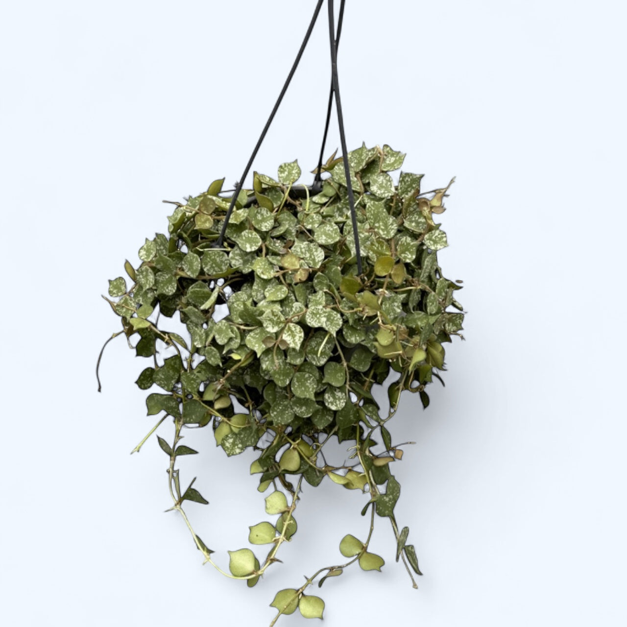 Hoya curtisii - full pots - exemplare mari!