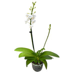 Doritis pulcherrima alba (2 Pflanzen/Topf)