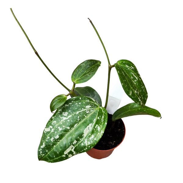 Hoya latifolia ‘Snow Queen’ (Splash)