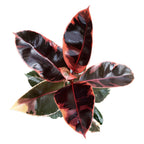 Ficus elastica Belize (Ruby) XL
