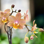 Phalaenopsis Scention (Aromio Fresh) - flori intens parfumate