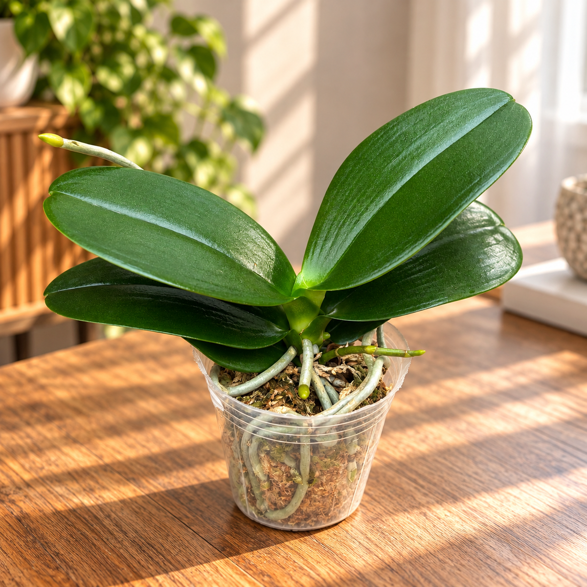 Phalaenopsis Haur Jih Fancy 'A06669' - fragrant