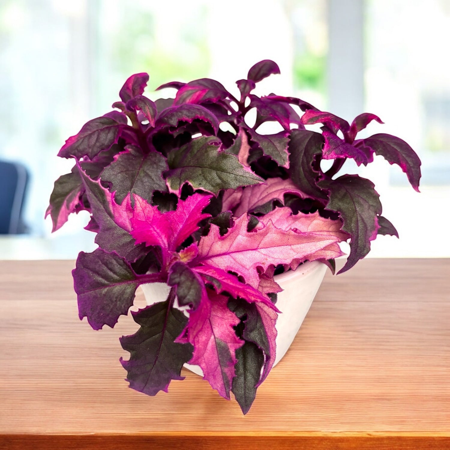 Gynura aurantiaca 'Variegata' D7 (2-3 plante/ghiveci)