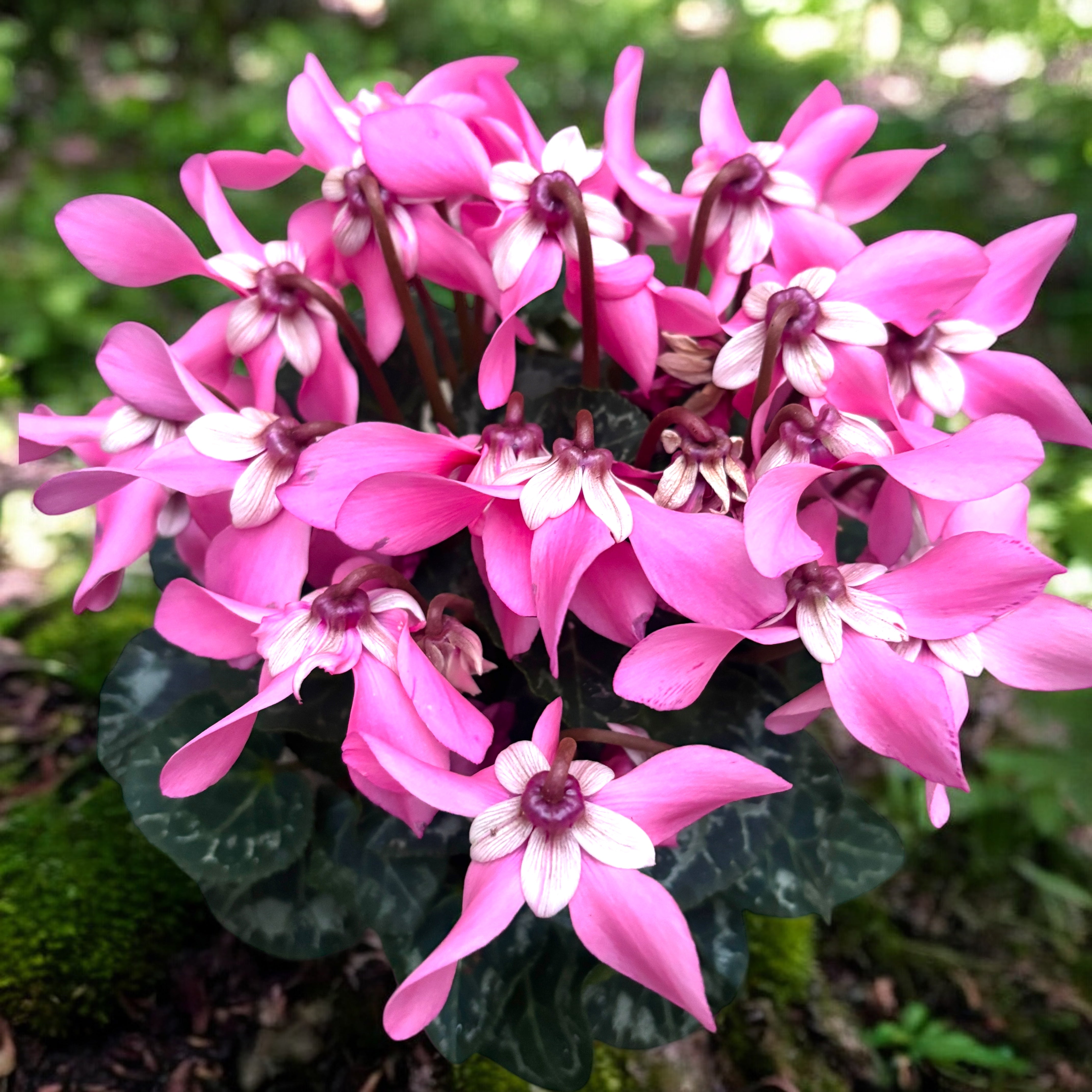 Cyclamen 'Djix Pink' – ciclamen decorativ cu inflorire bogata si