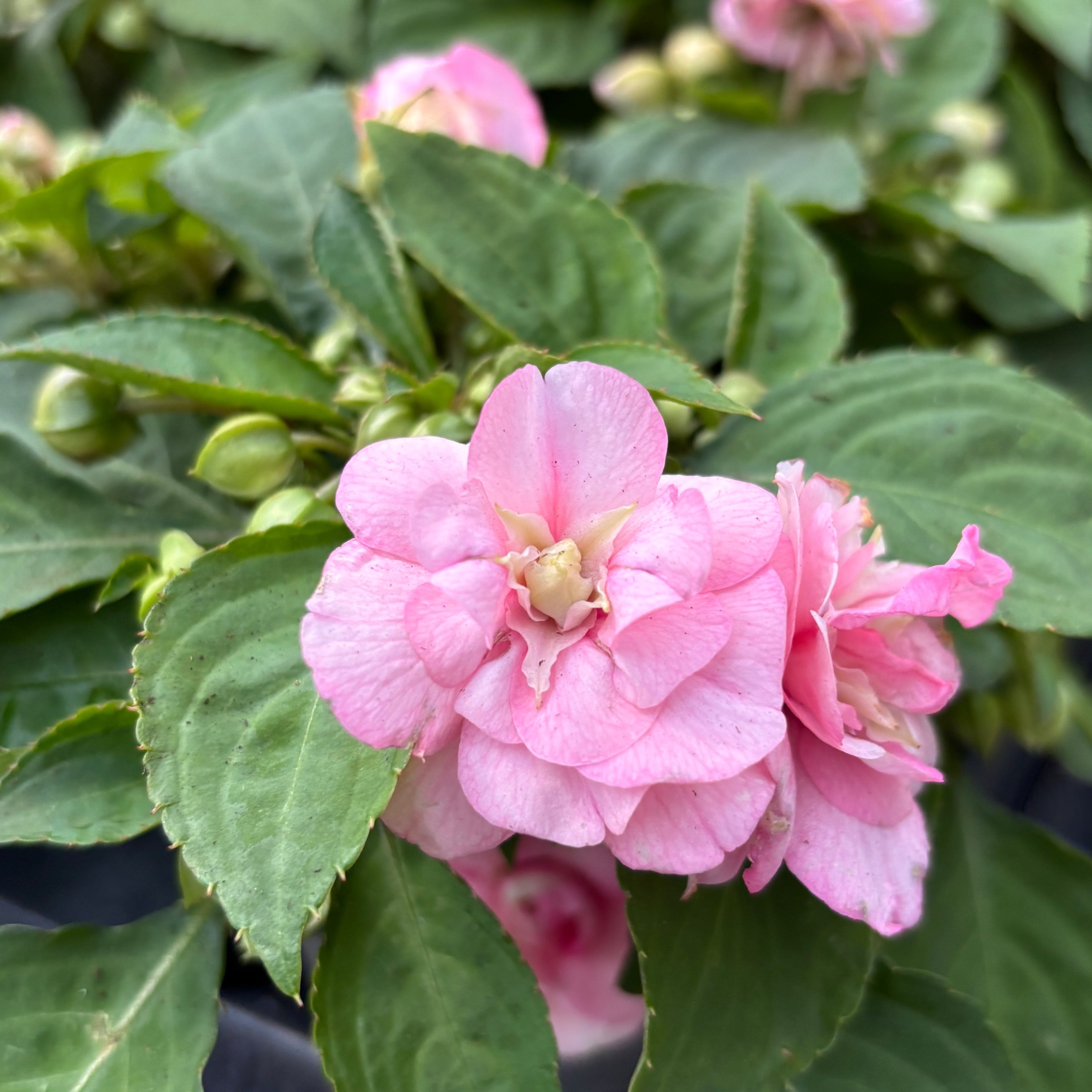 Impatiens Glimmer Double Pink (sporul casei cu flori duble roz)