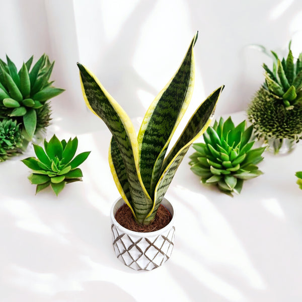 Sansevieria Trifasciata Futura Superba (limba soacrei) 1pp