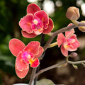 Phalaenopsis Diffusion (illatos pelorikus virágok)