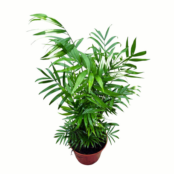 Palm Chamaedorea elegans 'Variegata' - variegated leaves D15