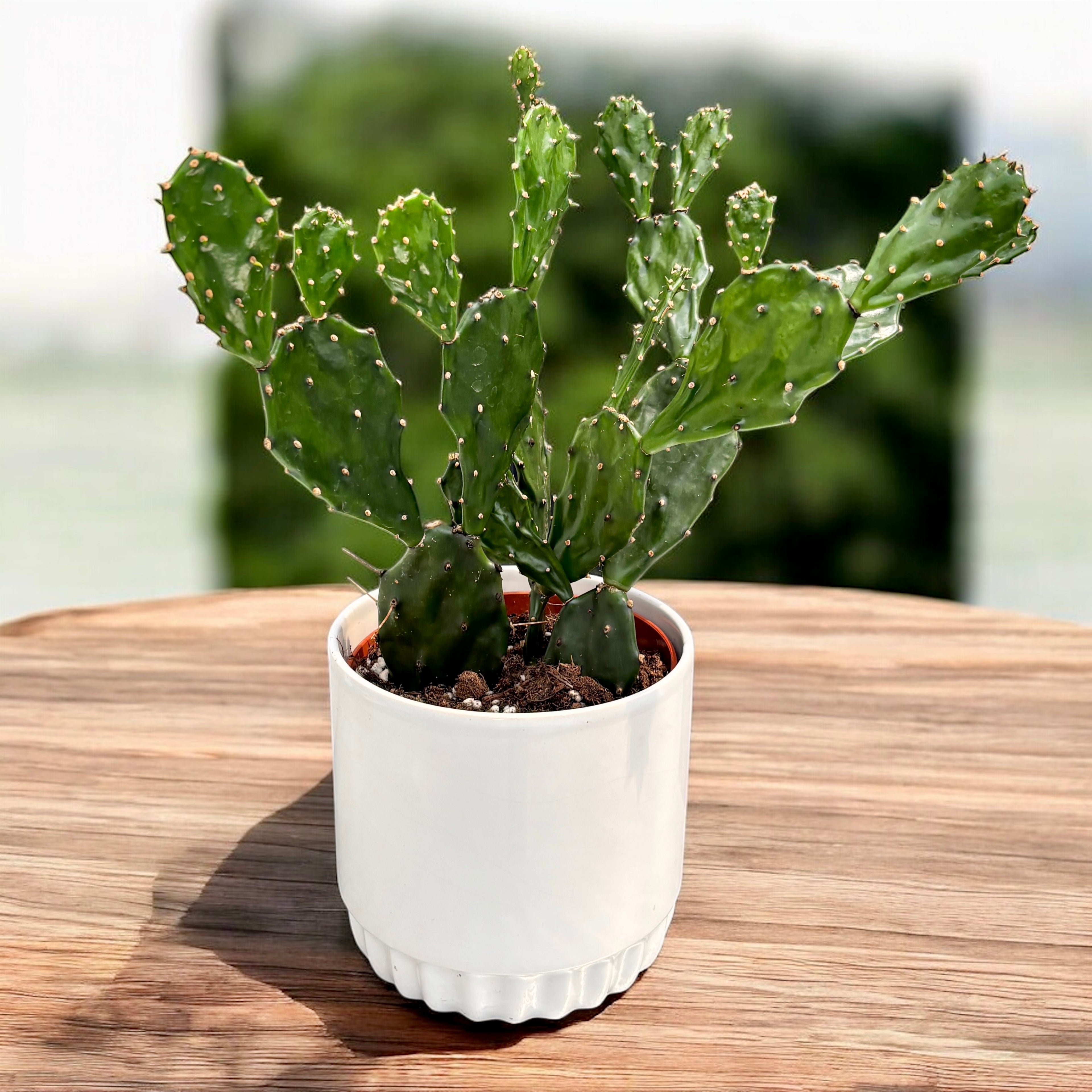 Opuntia jamaicensis (Jamaica cactus) - fructe comestibile