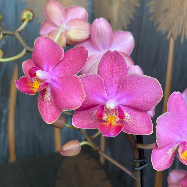 Phalaenopsis Secret Fragrance (Aromio Floral) flori parfumate