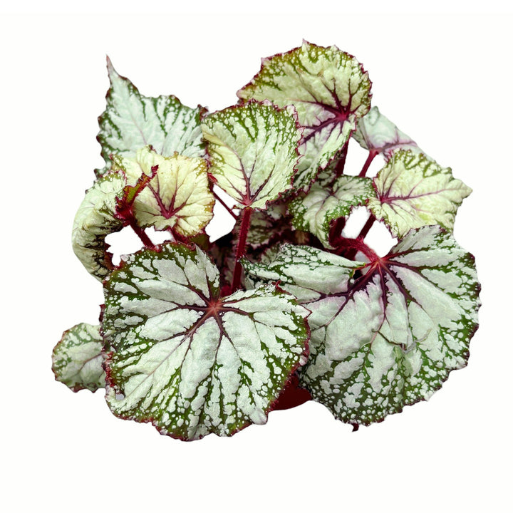 Begonia ‘Asian Tundra’