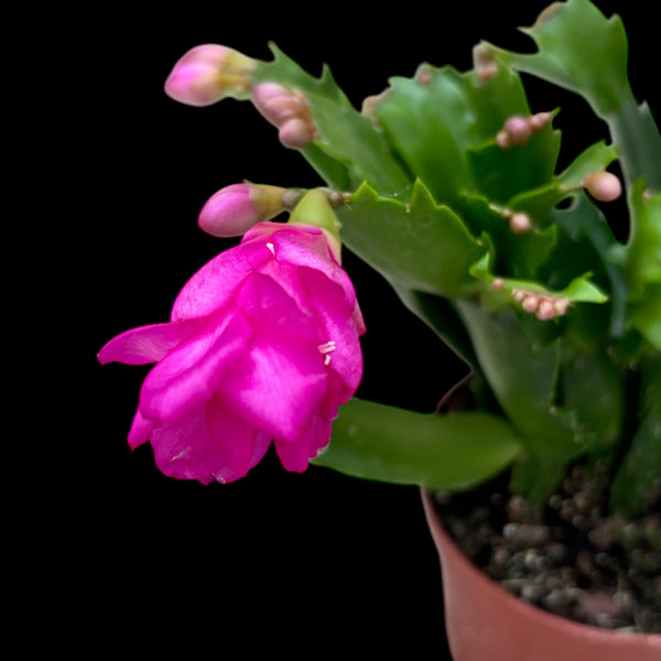 Schlumbergera ‘Sharon’ (Craciunita fuchsia-ciclam)