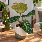 Anthurium crystallinum