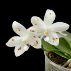 Phalaenopsis speciosa 'Brown Spots' parfumat