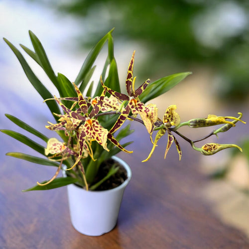Oncidium (Cyrtocidium) Holm’s Wizard var. #20 - intensely fragrant flowers