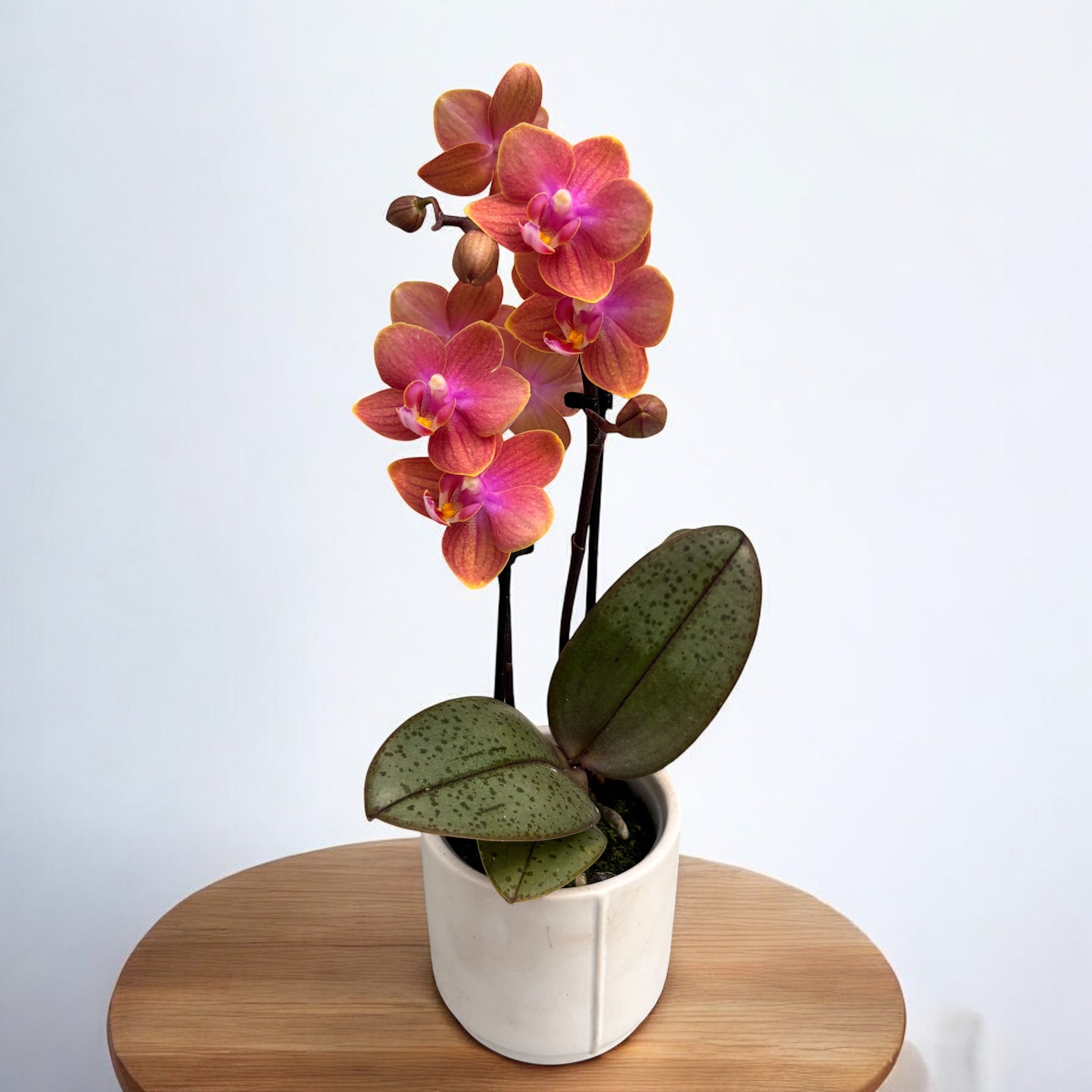 Phalaenopsis Dusty Belle (Aromio Amber) D7 *profumata