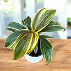 Cordyline ‘Chocolate Queen’ – planta tropicala cu frunzis inchis, in tonuri elegante de burgund si verde