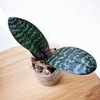 Phalaenopsis philippinensis (Foglie d'Argento)