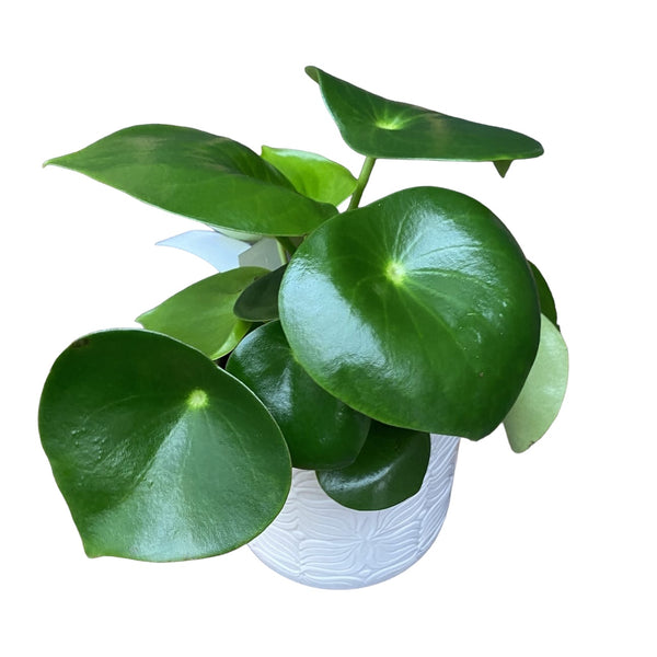 Peperomia polybotrya 'Regentropfen'