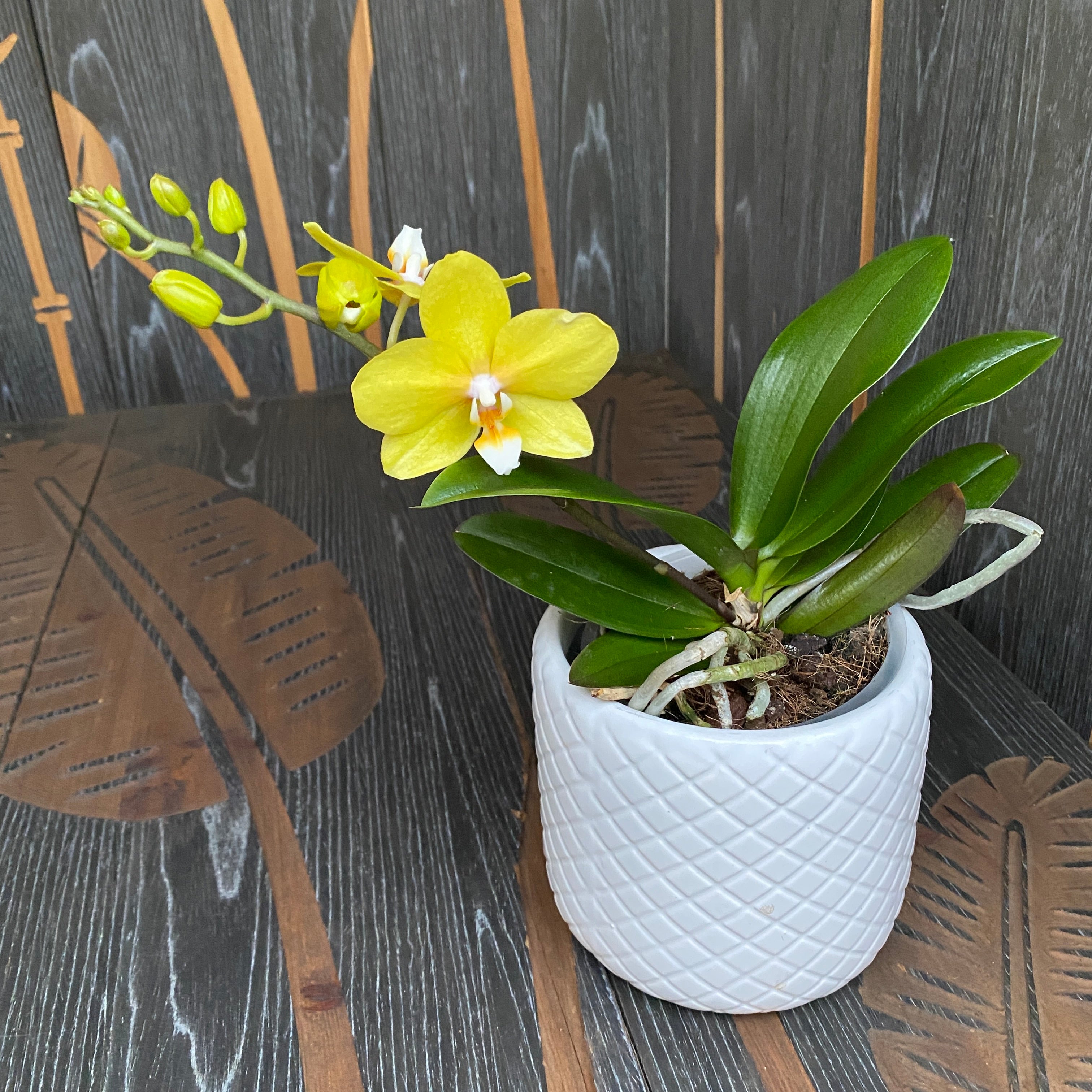 Phalaenopsis ‘Limited Yellow’