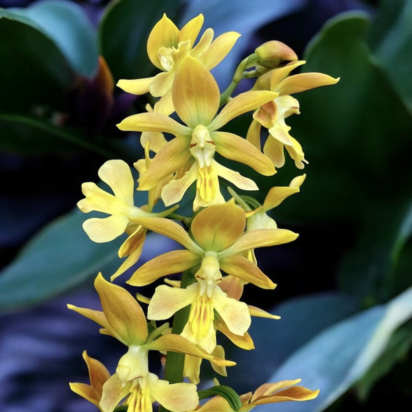 Calanthe 'Orange Star' (Gartenorchidee) *duftend