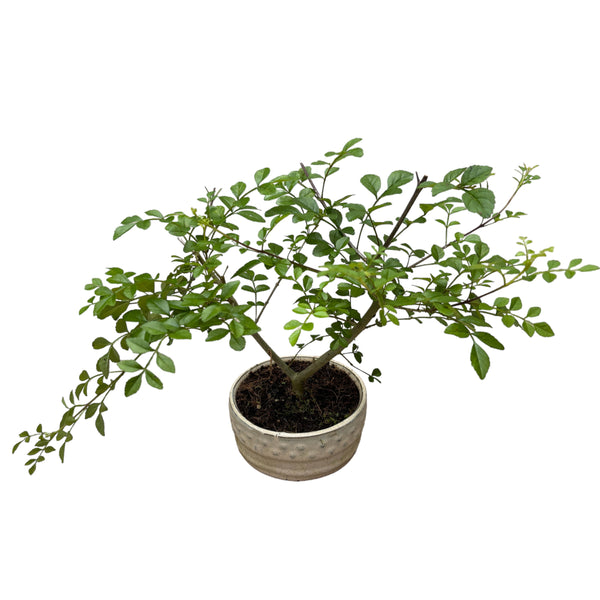 Bonsai-Esche