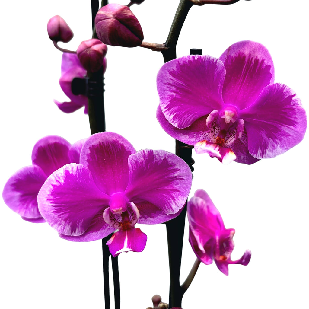 Phalaenopsis Regina Beer Splash