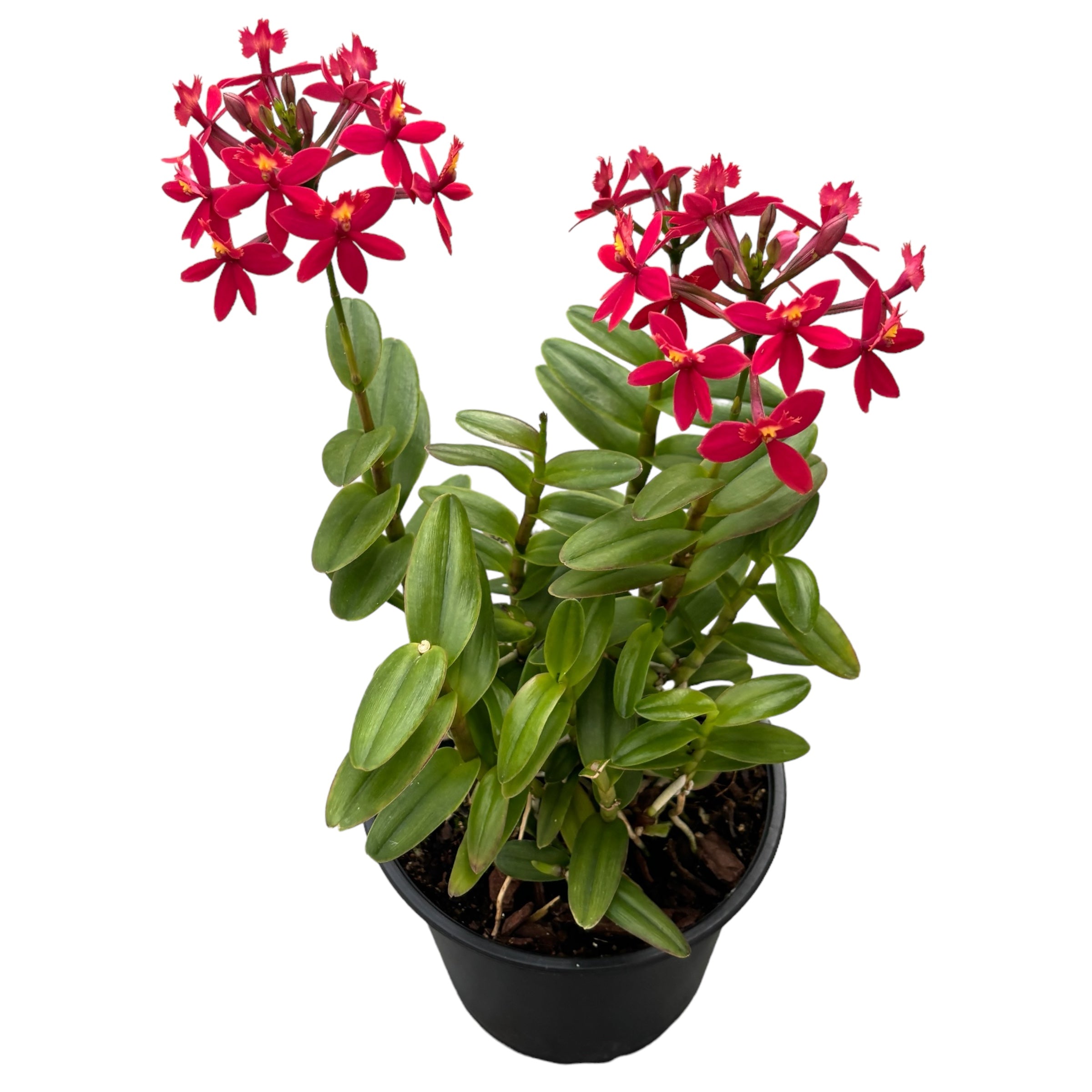 Epidendrum radicans Cremisi (esemplare unico)