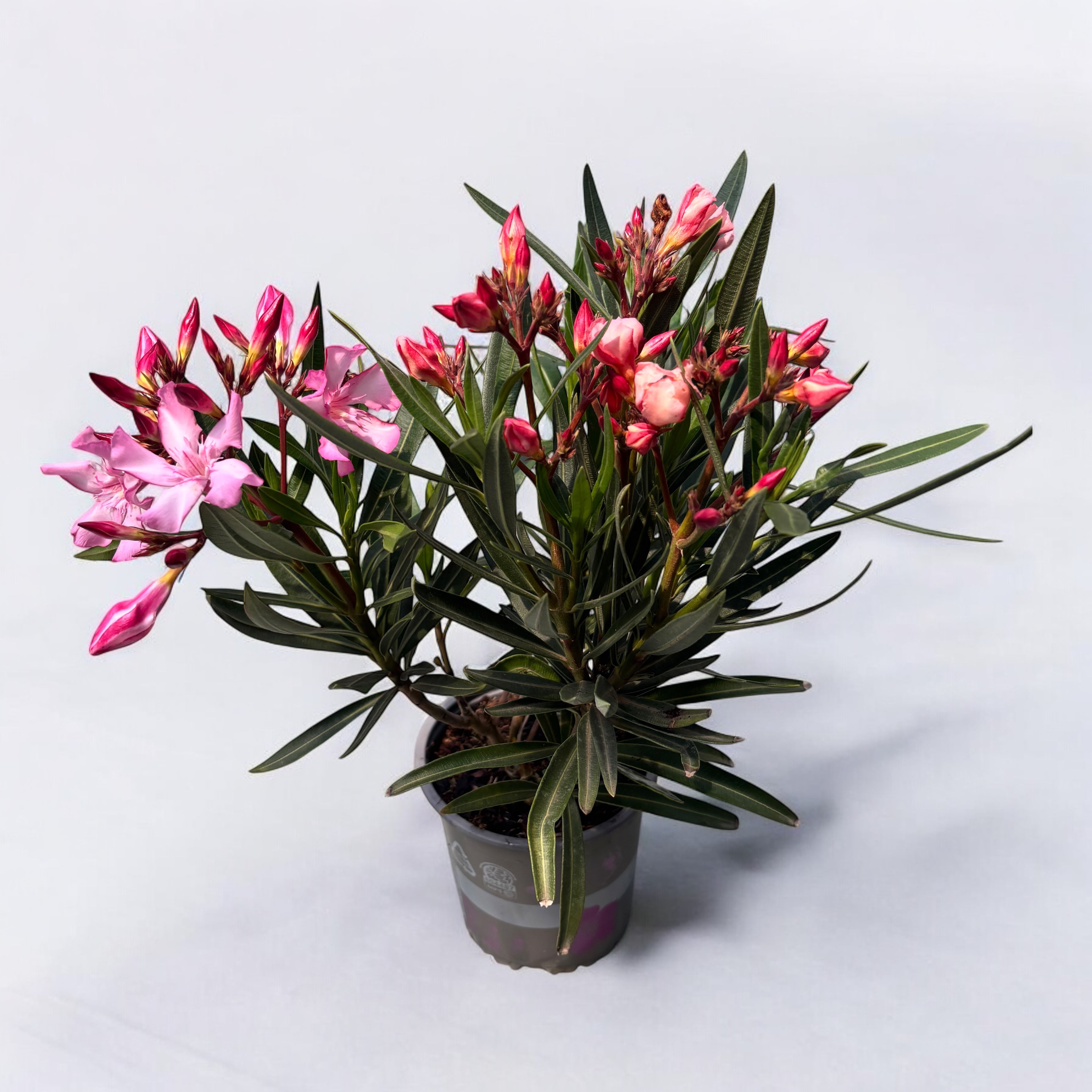 Leandru somon &roz - Nerium Olander (2 culori/ghiveci)