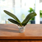 Phalaenopsis Younghome Evening Kiss