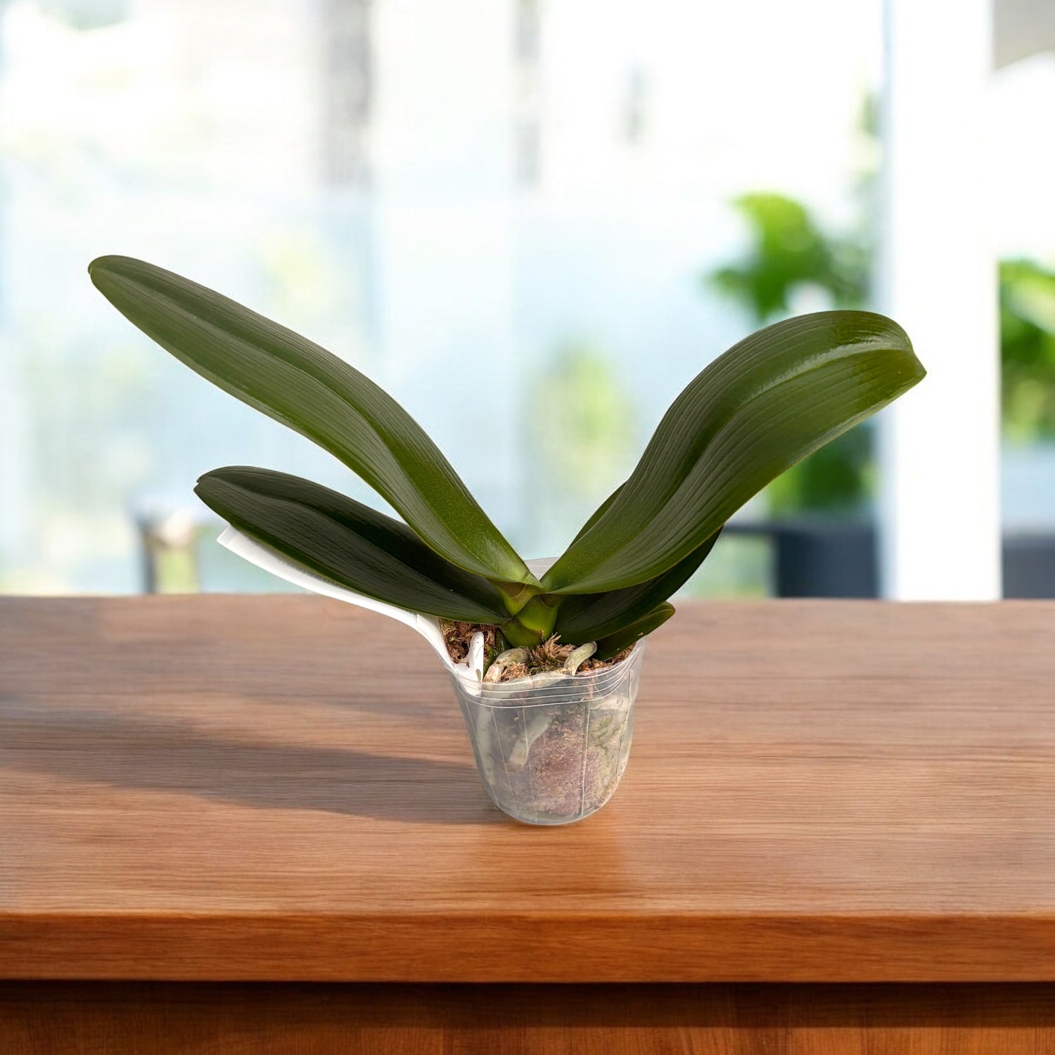 Phalaenopsis Younghome Evening Kiss