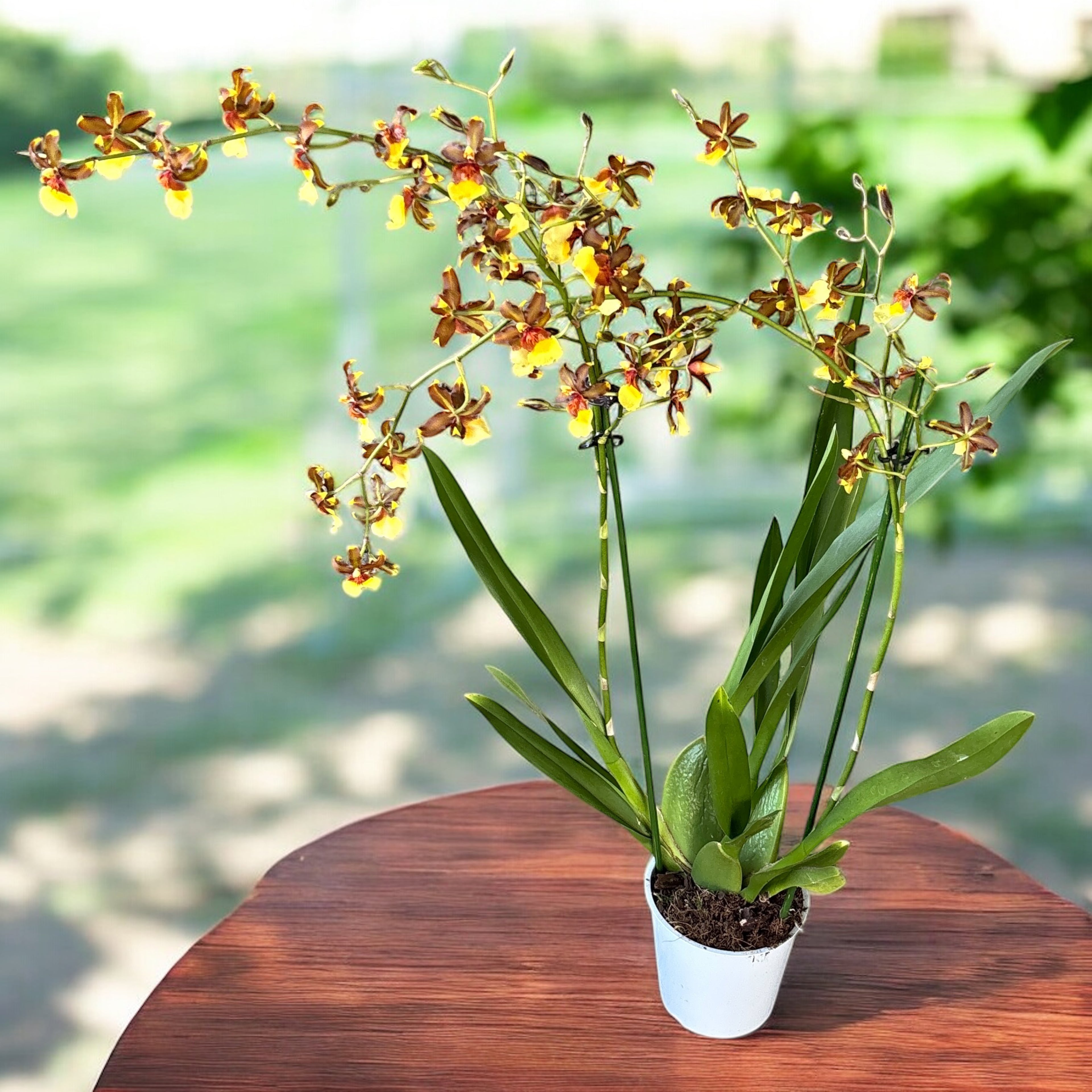 Oncidium Space Race Coco - exemplar XXL