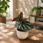 Begonia filiformis 'Irmsch'