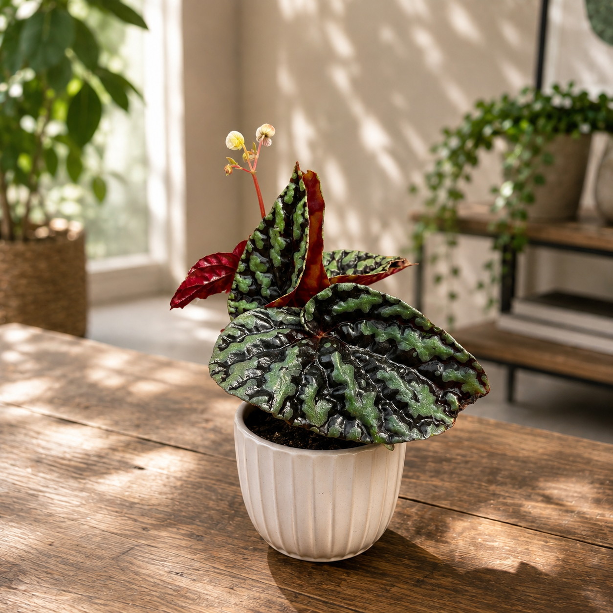 Begonia filiformis „Irmsch“