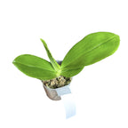 Phalaenopsis Yaphon Gelacea - flori cerate, parfumate