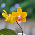 Phalaenopsis Charming Little Gold