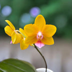 Phalaenopsis Charming Little Gold