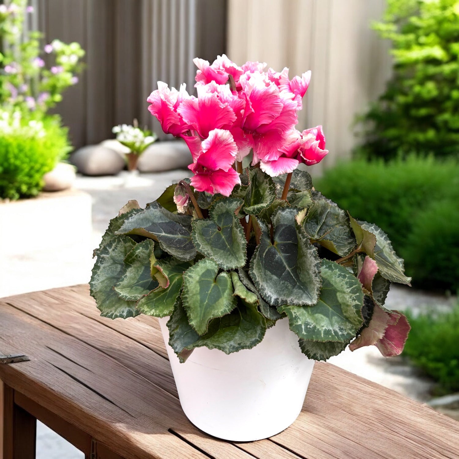 Cyclamen in vas decorativ – eleganta de sezon, gata de oferit