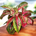 Aglaonema 'Beauty' - XL példányok