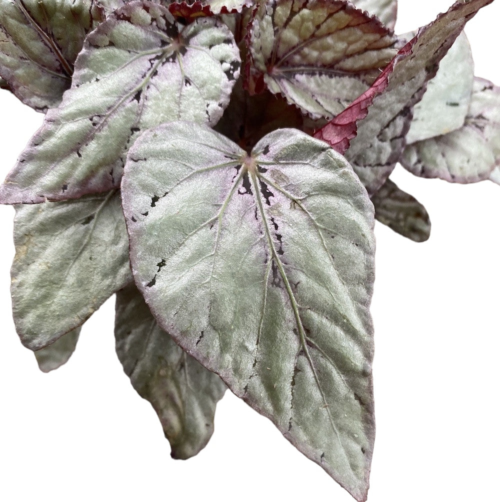 Begonia 'Arctic Breeze'