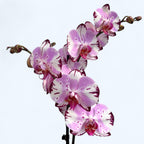 Phalaenopsis Magic Art