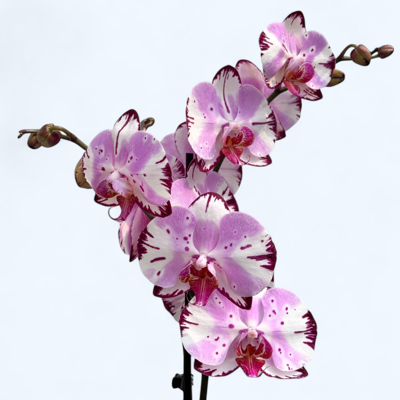 Phalaenopsis Magic Art